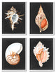 Sea Shell Clam Conch Collection Realistic Illustration , 4pc, each 16 x 20