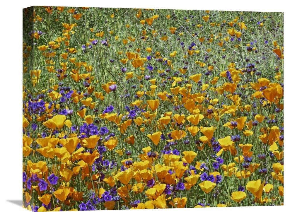 "California Poppy And Desert Bluebell, Antelope Valley, California" Artwork
