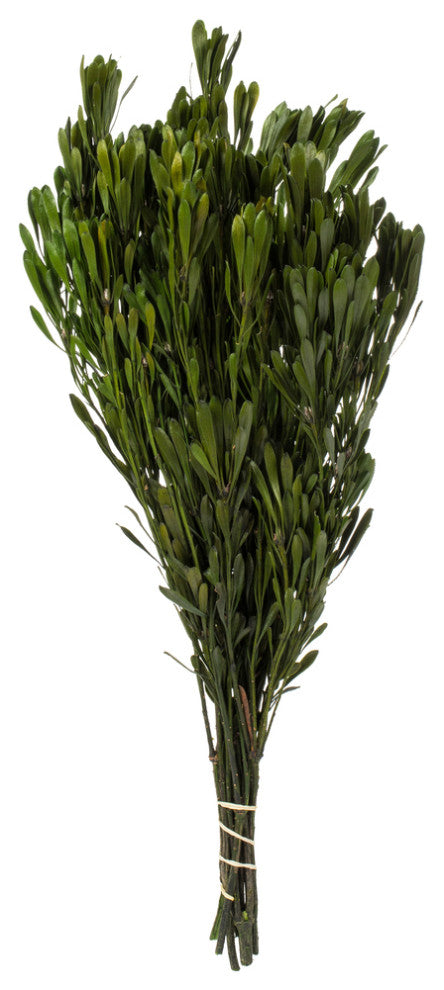 Vickerman Platys Foliage Bundle, Preserved, Spring Green