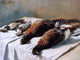 Claude Oscar Monet Pheasants and Plovers - 21" x 28" Premium Canvas Print