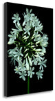 "Floral Color - 28" By Alan Blaustein, Giclee Print on Gallery Wrap Canvas