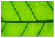 Cora Niele ''Leaf Texture III'' Canvas Art