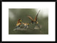 "The Fight For The Female" Framed Digital Print by Alberto Carati, 26"x20"