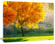 Beautiful Autumn Season in Forest, Extra Large Landscape Canvas Art, 60"x28"