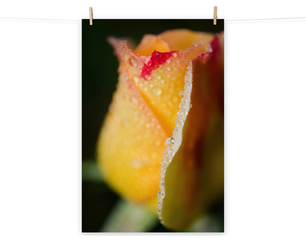Dew on Yellow Rose Nature Photography, Floral Unframed Wall Art Print, 8" X 10"