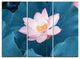 "Blooming Pink Lotus Flower" Oversized Beach Metal Wall Art, 3 Panels, 36"x28"