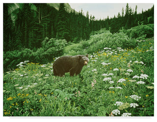 Ron Parker 'Old Man Of The Mountain Black Bear' Canvas Art, 19"x14"
