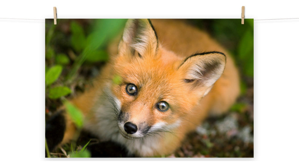 Young Red Fox Face Animal Wildlife Nature Photograph Loose Wall Art Print, 24" X 36"