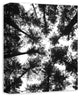 Black and White Tree Lookup Print on Canvas