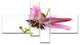 Passiflora Flower over White, Large Animal Canvas Art Print, 60"x32", 4 panels