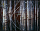 Western Red Cedar Trees, Oliphant Lake, British Columbia, Canada, 32"x24"