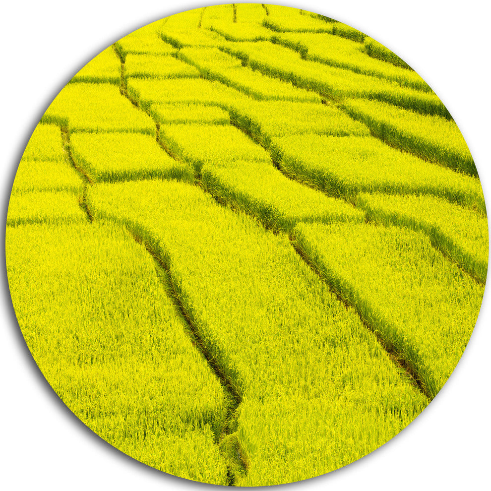 Rice Field View, Landscape Photography Disc Metal Wall Art, 23"