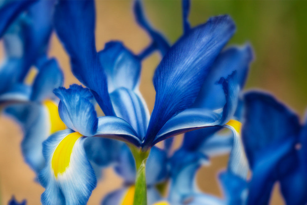 "Sapphire Beauty" Metal, 24"x36"