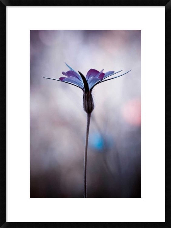 "Sylvidra" Framed Digital Print by Fabien Bravin, 22x30"