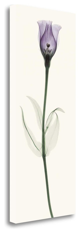 "Lisianthus" By Robert Coop, Giclee Print on Gallery Wrap Canvas, Ready to Hang