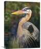 "Great Blue Heron Portrait, North America" Artwork, 18" x 24"