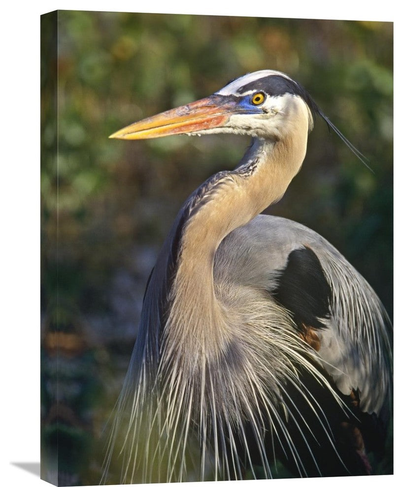 "Great Blue Heron Portrait, North America" Artwork, 18" x 24"