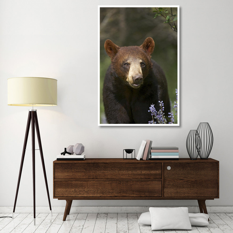 "Black Bear portrait, North America" Paper Print by Tim Fitzharris, 42"x62"
