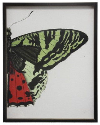 Split Red And Green Butterfly, Copper and Black Shadowbox, Right