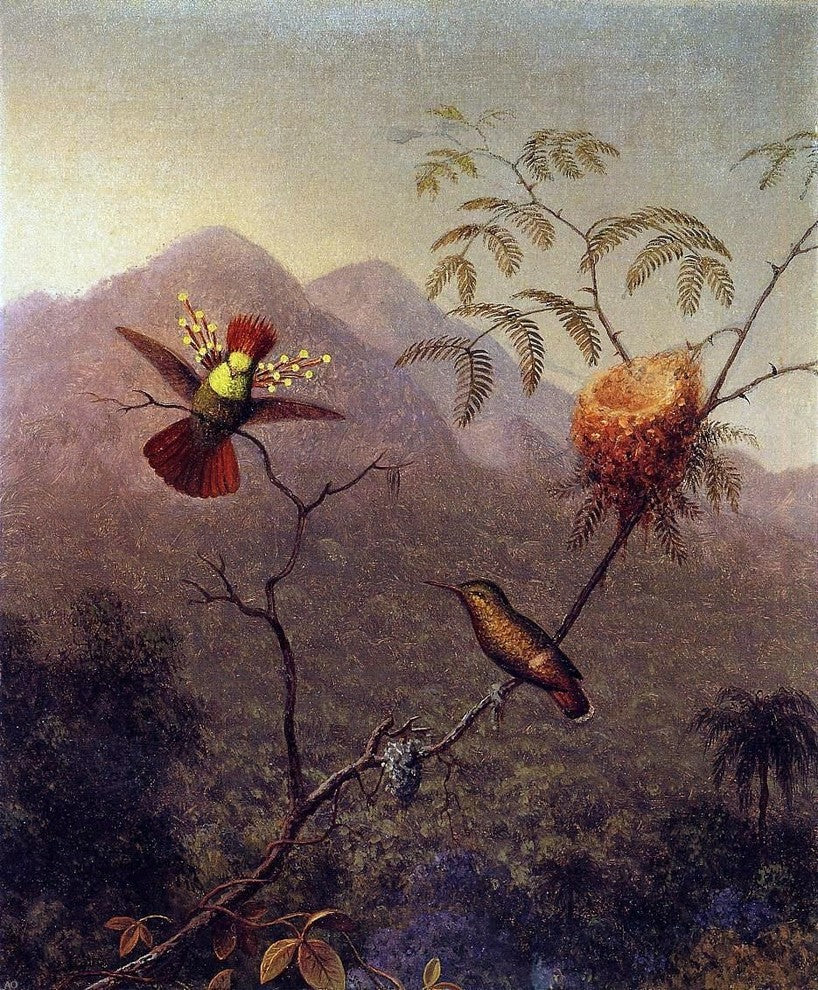 Martin Johnson Heade Tufted Coquette - 20" x 25" Premium Canvas Print