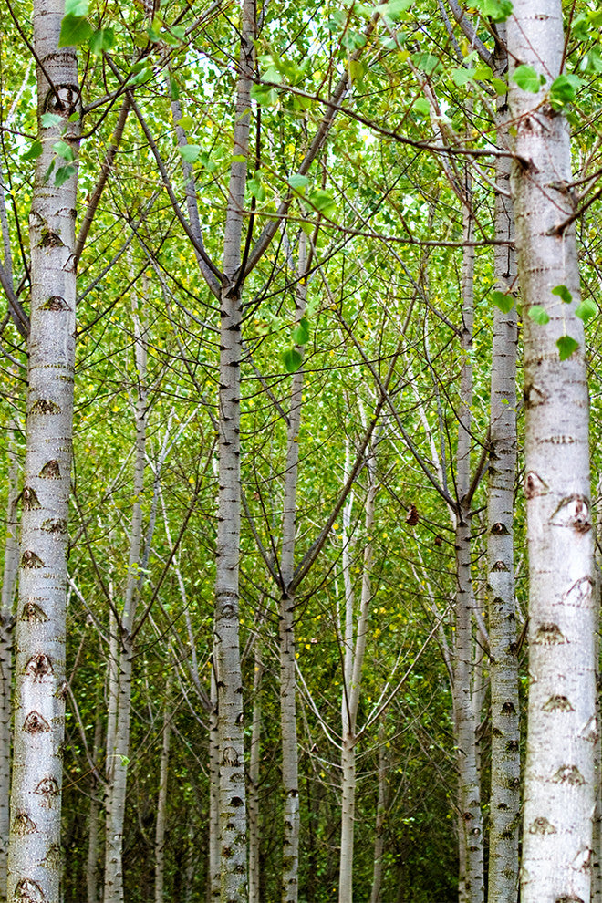 "Into the Woods, Eight" Canvas, 40"x60"