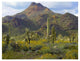 "Saguaro/Teddybear Cholla, Lupine/California Brittlebush" Paper Art, 18"x14"