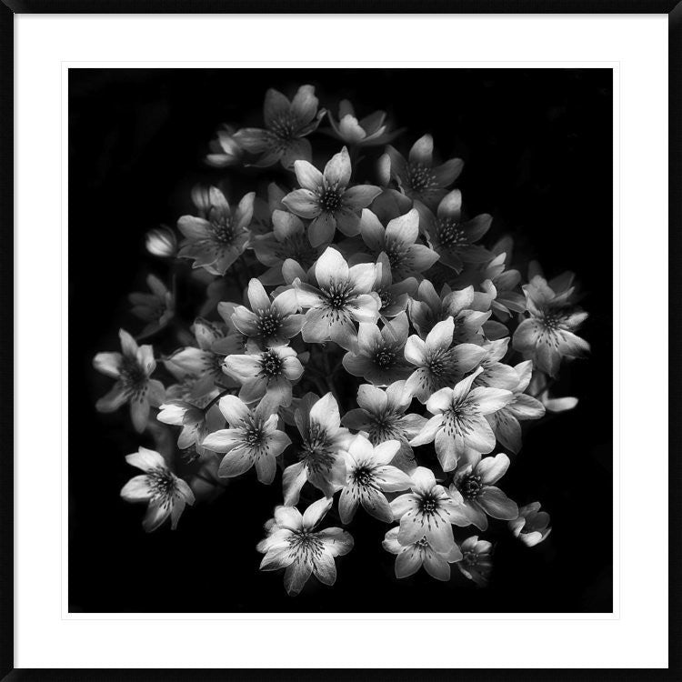 "Early Sensation" Framed Digital Print by Yvette Depaepe, 38"x38"