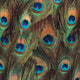 Tabitha Accent Chair Green, Gold & Peacock Print