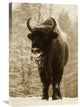 "European Bison Or Wisent In Snow, Europe" Artwork, 20" x 30"