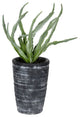 Vickerman Fv192011 11" Artificial Green Gray Potted Haworthia