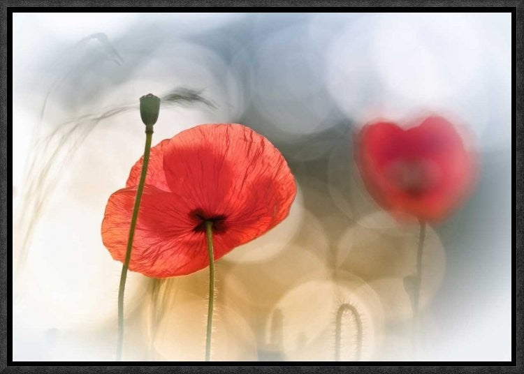 "Morning Poppies" Framed Canvas Giclee by Steve Moore, 17x12"