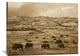 "American Bison Grazing, Theodore Roosevelt Np, North Dakota - Sepia" Artwork