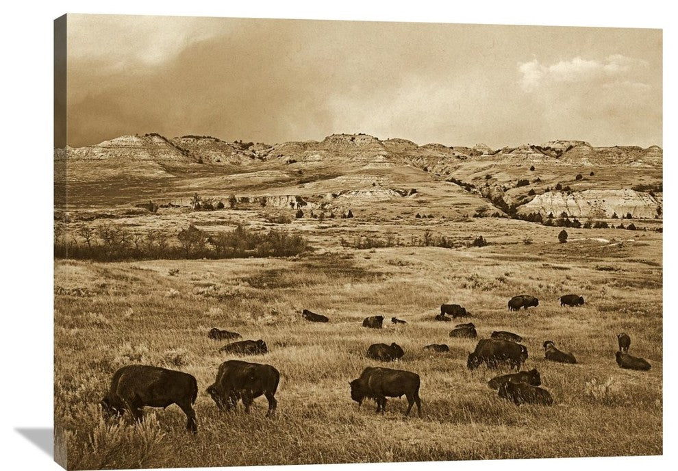 "American Bison Grazing, Theodore Roosevelt Np, North Dakota - Sepia" Artwork