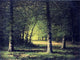 Carl Christian Brenner Beech Trees, 21"x28" Wall Decal Print