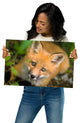 Young Red Fox Face Animal Wildlife Nature Photograph Loose Wall Art Print, 12" X 18"