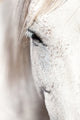 "Horse Eye" Painting Print on Wrapped Canvas