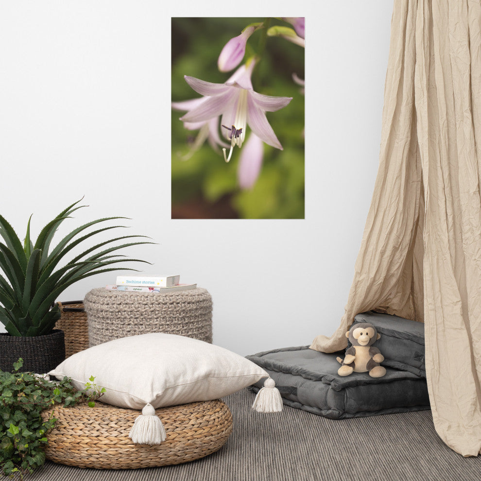 Softened Hosta Bloom Nature Photography, Floral Unframed Wall Art Print, 24" X 36"