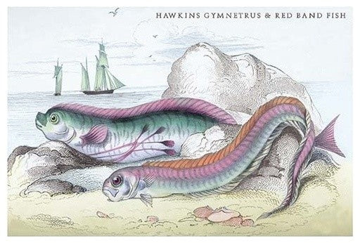 Hawkins Gymnetrus and Red Band Fish - Gallery Wrapped Canvas Art 28" x 42"