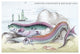 Hawkins Gymnetrus and Red Band Fish - Gallery Wrapped Canvas Art 28" x 42"