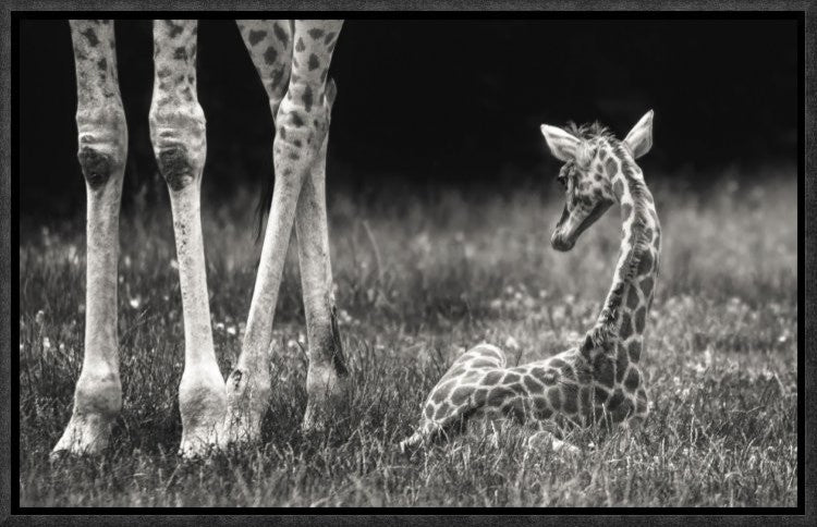 "Well Protected" Framed Canvas Giclee by Andreas Feldtkeller, 17x11"