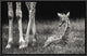 "Well Protected" Framed Canvas Giclee by Andreas Feldtkeller, 17x11"