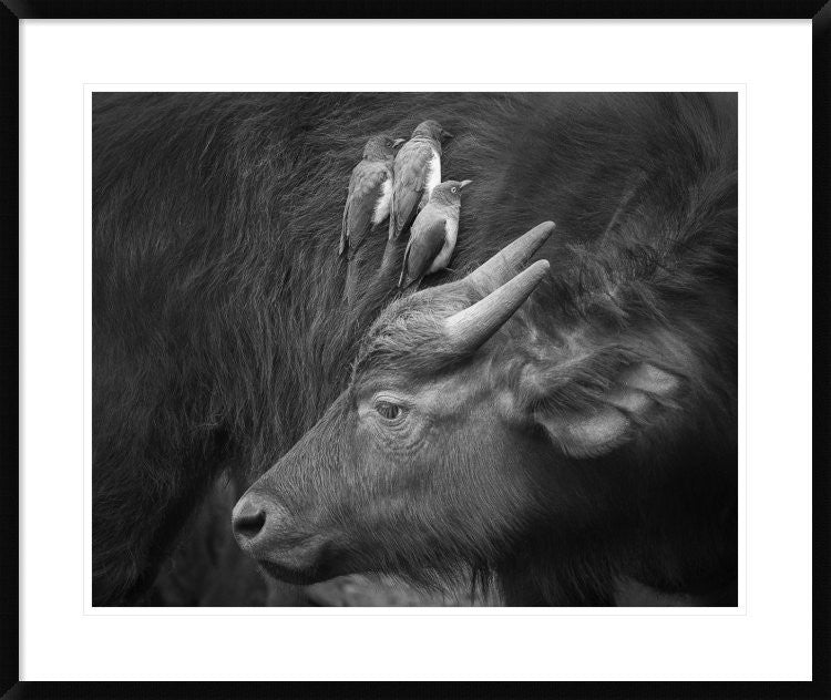 "Three Is A Crowd!" Framed Digital Print by Ali Khataw, 36x30"