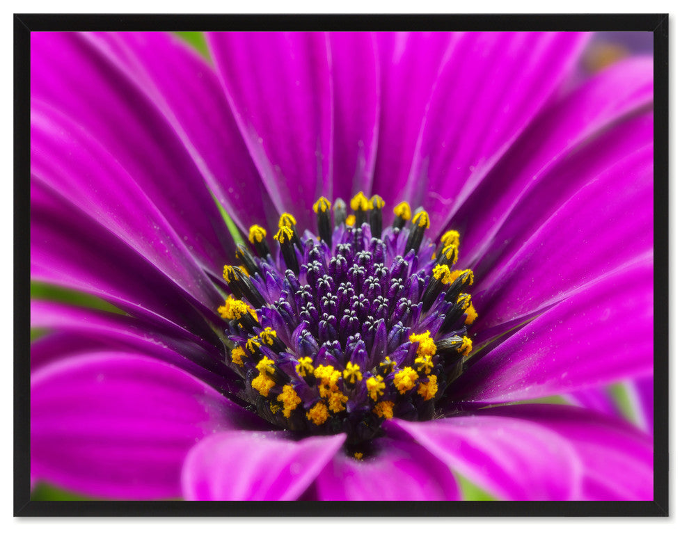 Purple Gazania Flower Print on Canvas with Picture Frame, 22"x29"