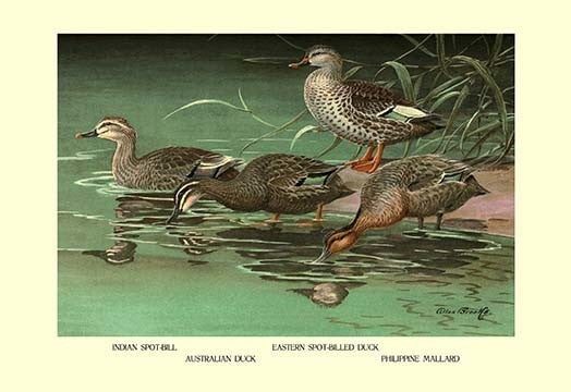 Four Duck Varieties- Gallery Wrapped Canvas Art 28" x 42"