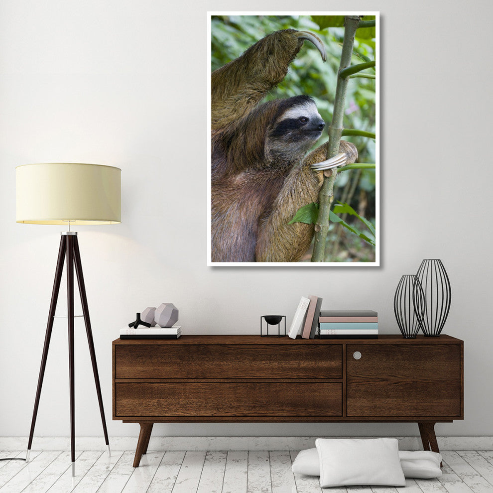 "Brown-throated 3-toed Sloth male, Aviarios Sloth Sanctuary" Paper Art, 42"x62"
