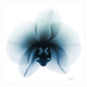"Glacial Orchid" Frameless Free Floating Panel Graphic Wall Art, 38"x38"