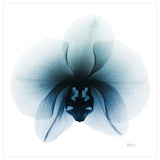 "Glacial Orchid" Frameless Free Floating Panel Graphic Wall Art, 38"x38"