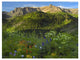 "Wildflower meadow, Mt Sneffels Wilderness, Yankee Boy Basin" Paper Art, 18"x14"