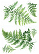 Green Watercolor Fern XL Giant Wall Decals