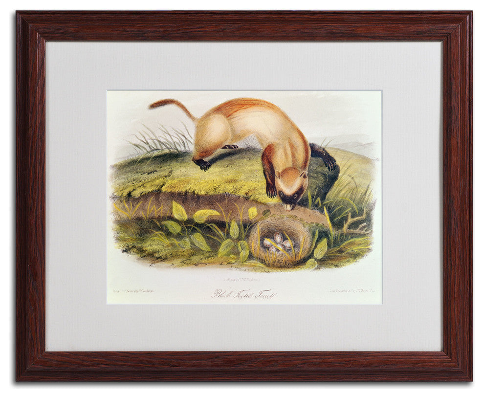 'Black-Footed Ferret' Matted Framed Canvas Art by John James Audubon